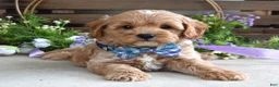 Cavapoo dogs for sale: Colton - Ad 5