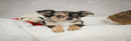 Chihuahua dogs for sale: Cutie - Ad 5