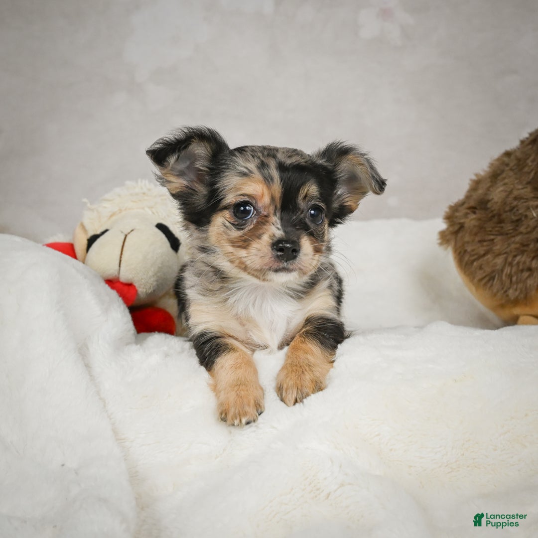 Chihuahua dogs for sale: Cutie - Ad 5
