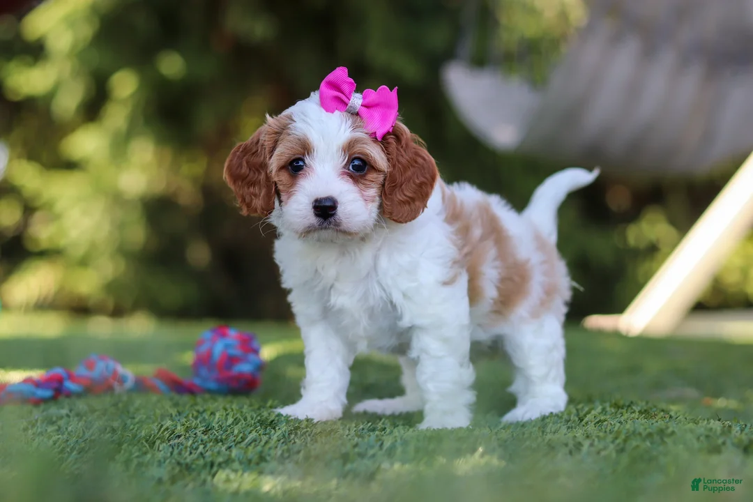 Cavapoo dogs for sale: Ophelia - Ad 2