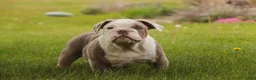 English Bulldog dogs for sale: Neal English Bulldog Puppy  - Ad 8