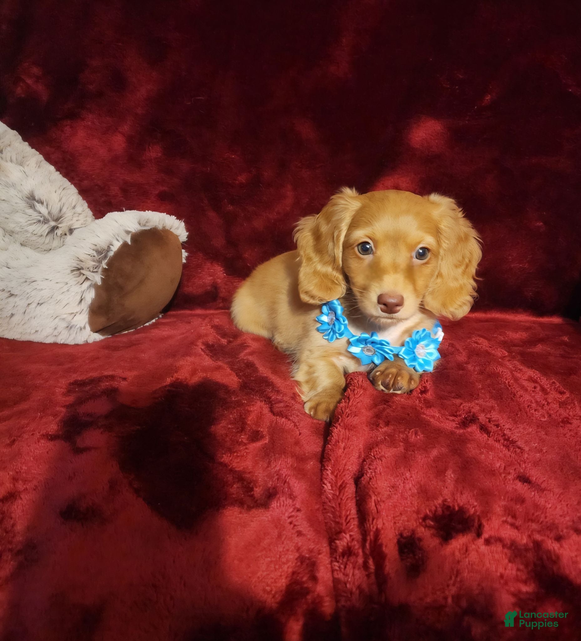 Miniature Dachshund dogs PEACHES - Ad 7