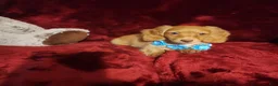 Miniature Dachshund dogs for sale: PEACHES - Ad 1