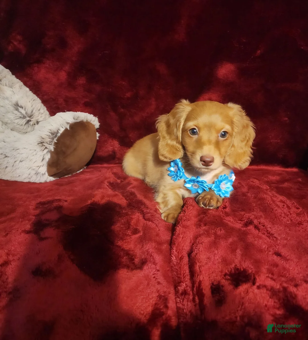 Miniature Dachshund dogs for sale: PEACHES - Ad 1