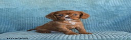 Cavalier King Charles Spaniel dogs for sale: Copper - Ad 2