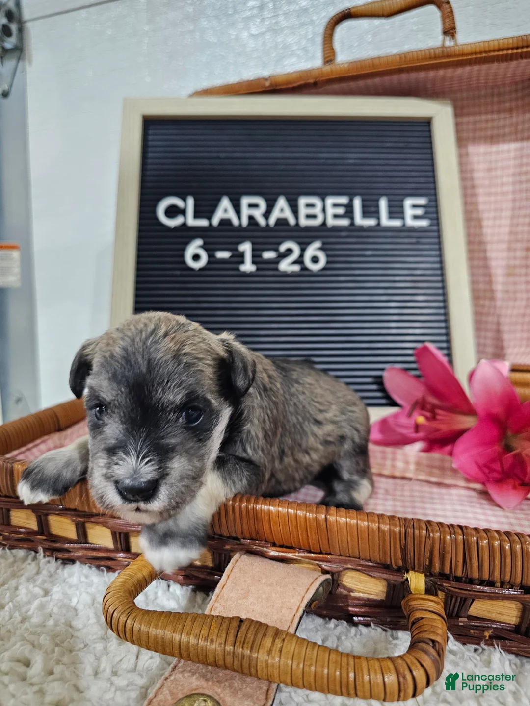 Miniature Schnauzer dogs for sale: Clarabelle - Ad 11