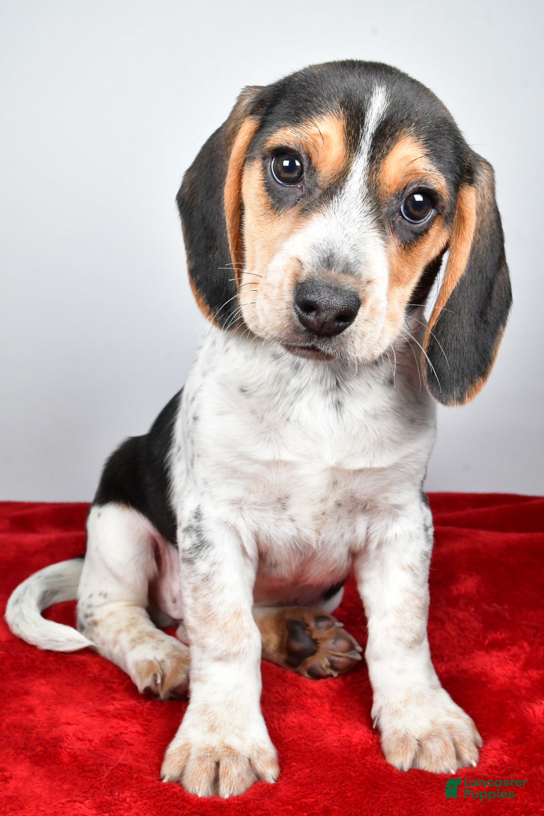 Beagle dogs Robert - Ad 2