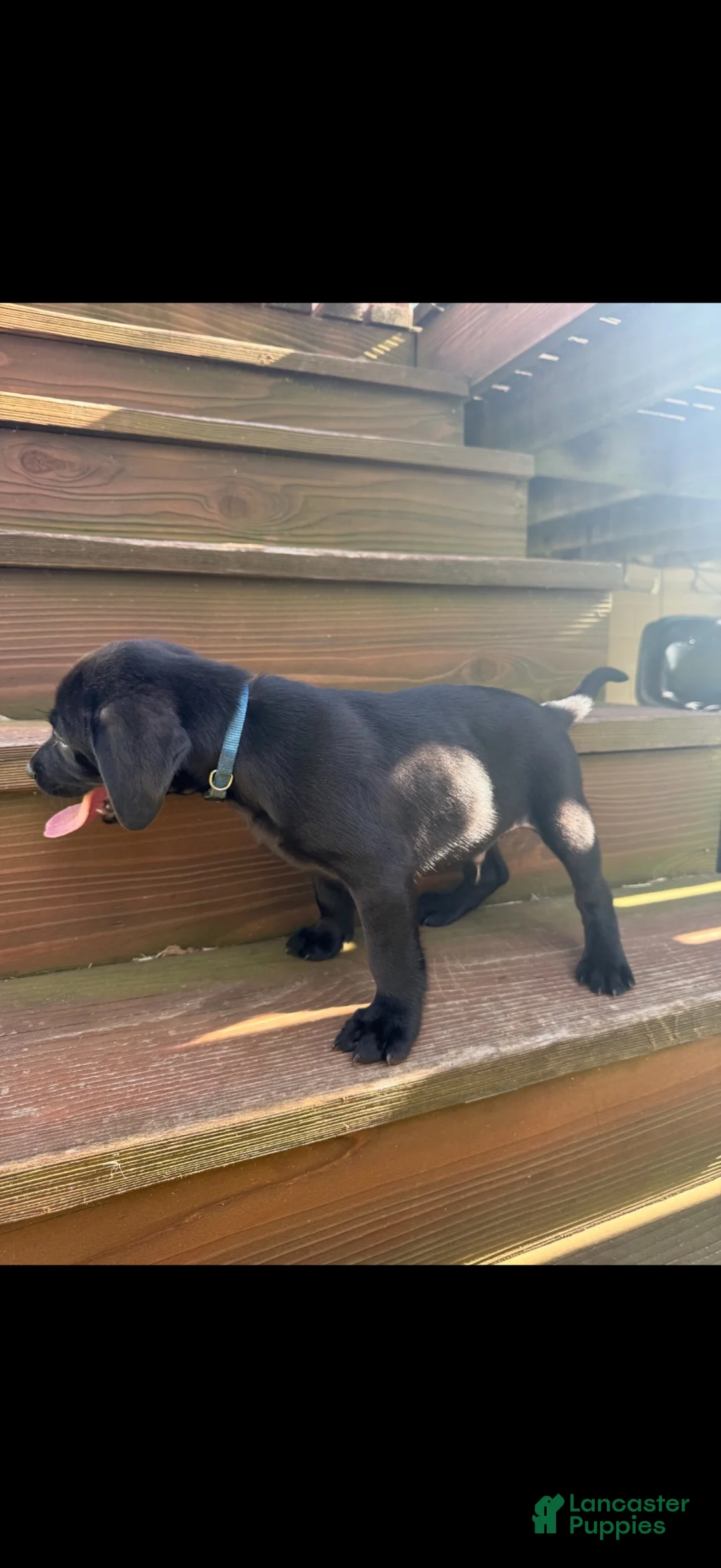 Labrador Retriever dogs for sale: Ruger (Blue) - Ad 1