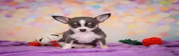 Chihuahua dogs for sale: Gina - Ad 6