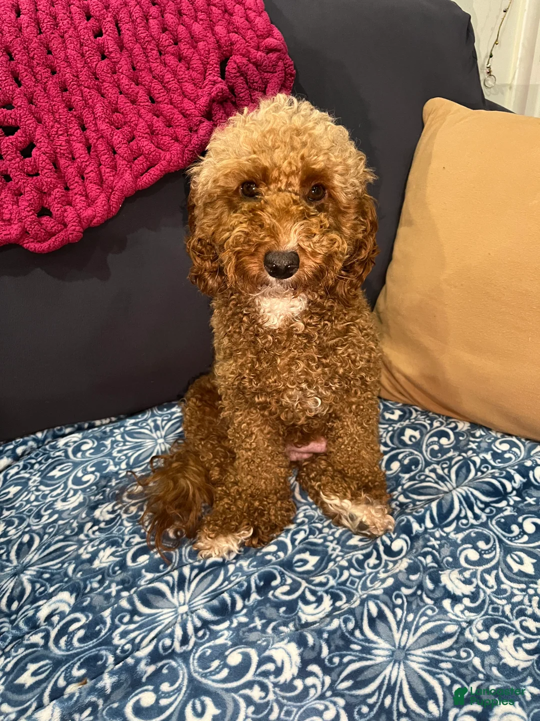 Miniature Poodle dogs for sale: COCO - Ad 3