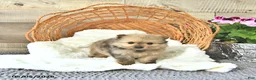 Pomeranian dogs for sale: Alex - Ad 3