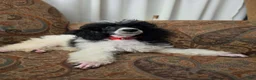 Miniature Poodle dogs for sale: Tamarack  - Ad 2