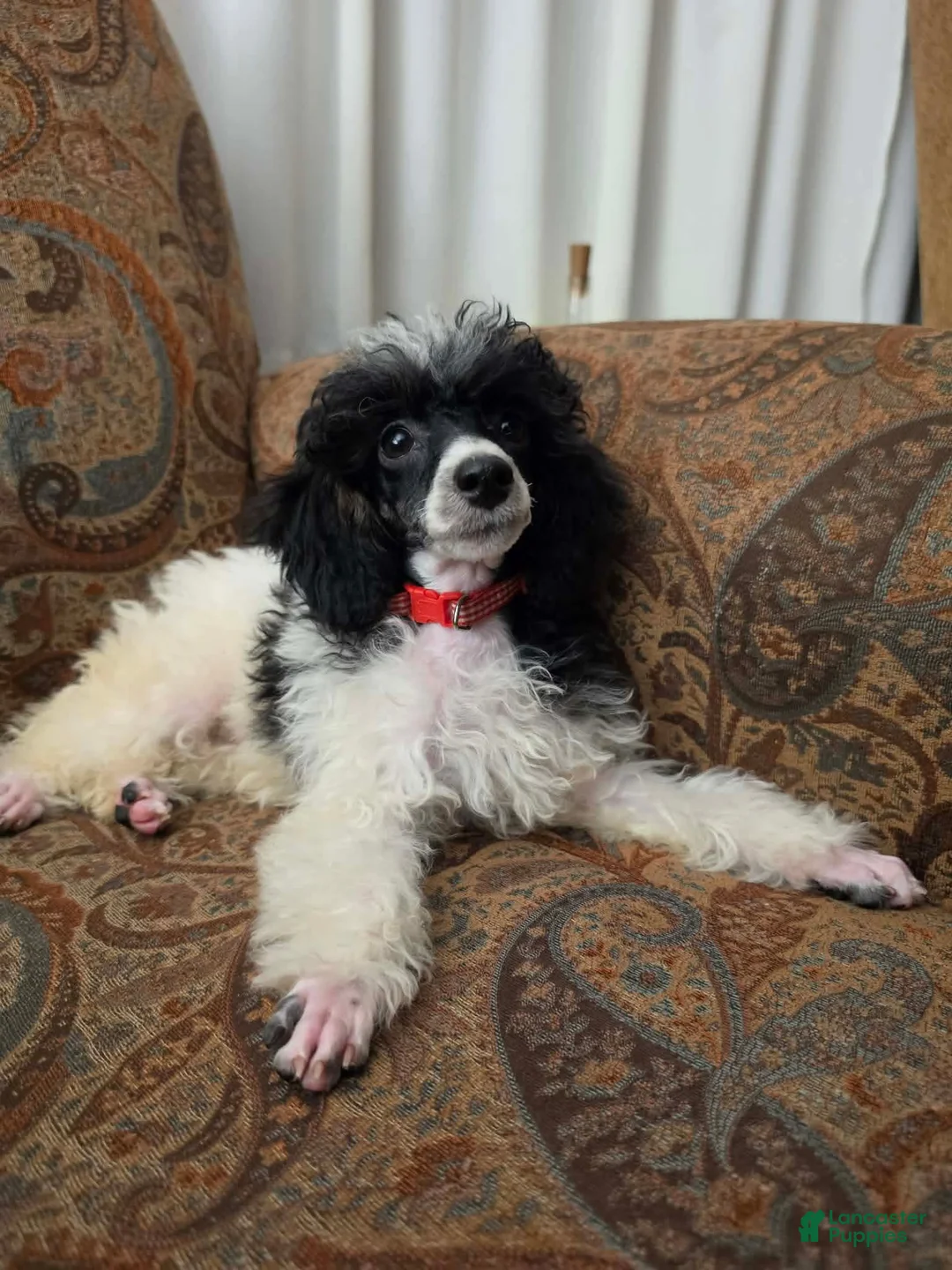 Miniature Poodle dogs for sale: Tamarack  - Ad 2