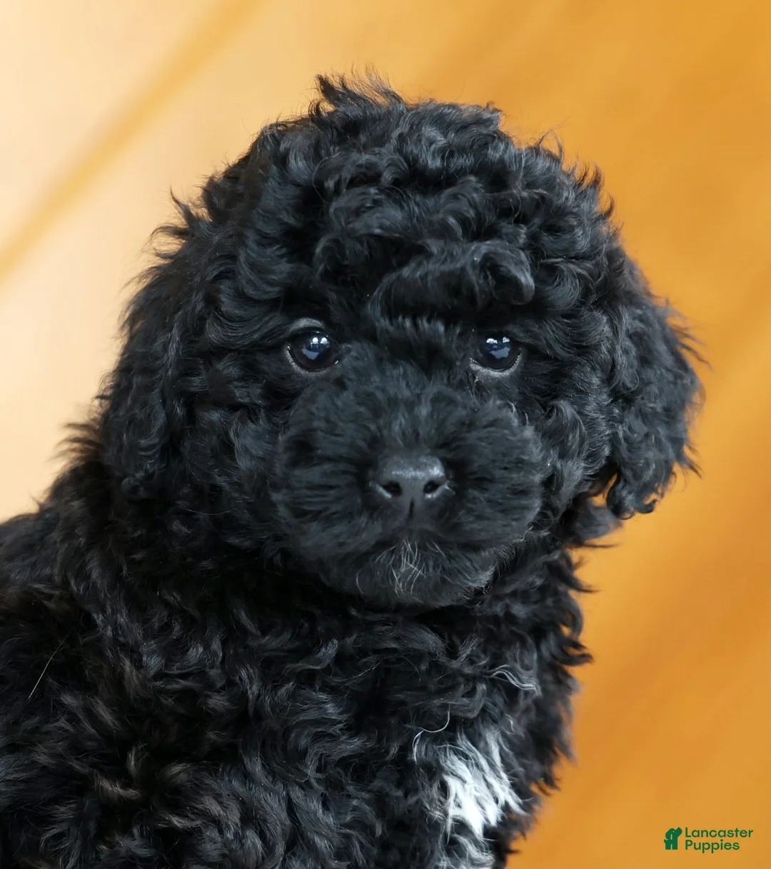 Toy Poodle dogs for sale: Bella - Ad 9