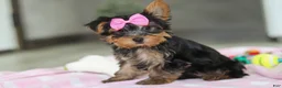 Yorkshire Terrier dogs for sale: Bella - Ad 2