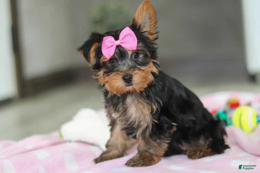 Yorkshire Terrier dogs for sale: Bella - Ad 2