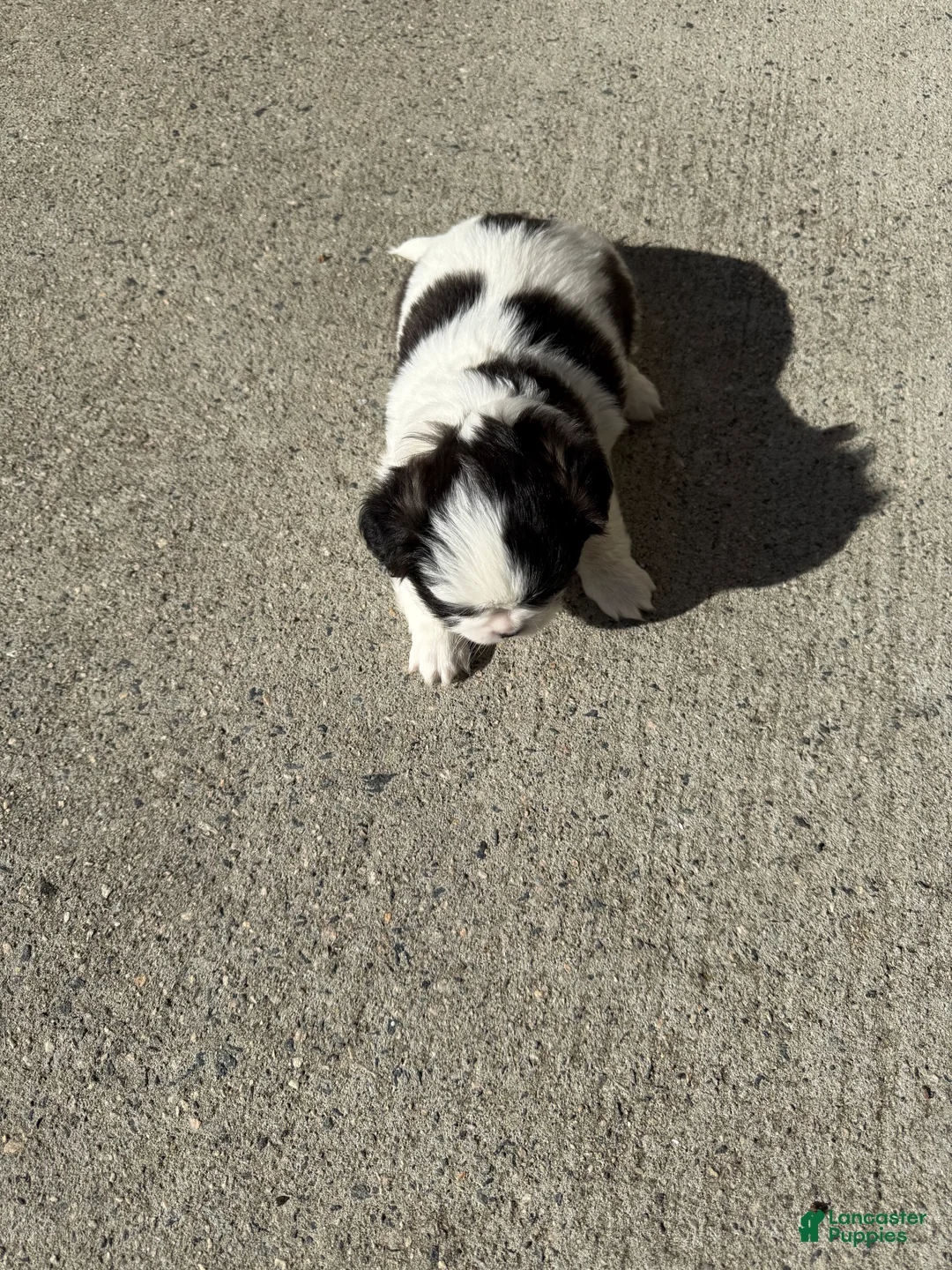 Shih Tzu dogs for sale: Shih Tzu Puppy 1 - Ad 4