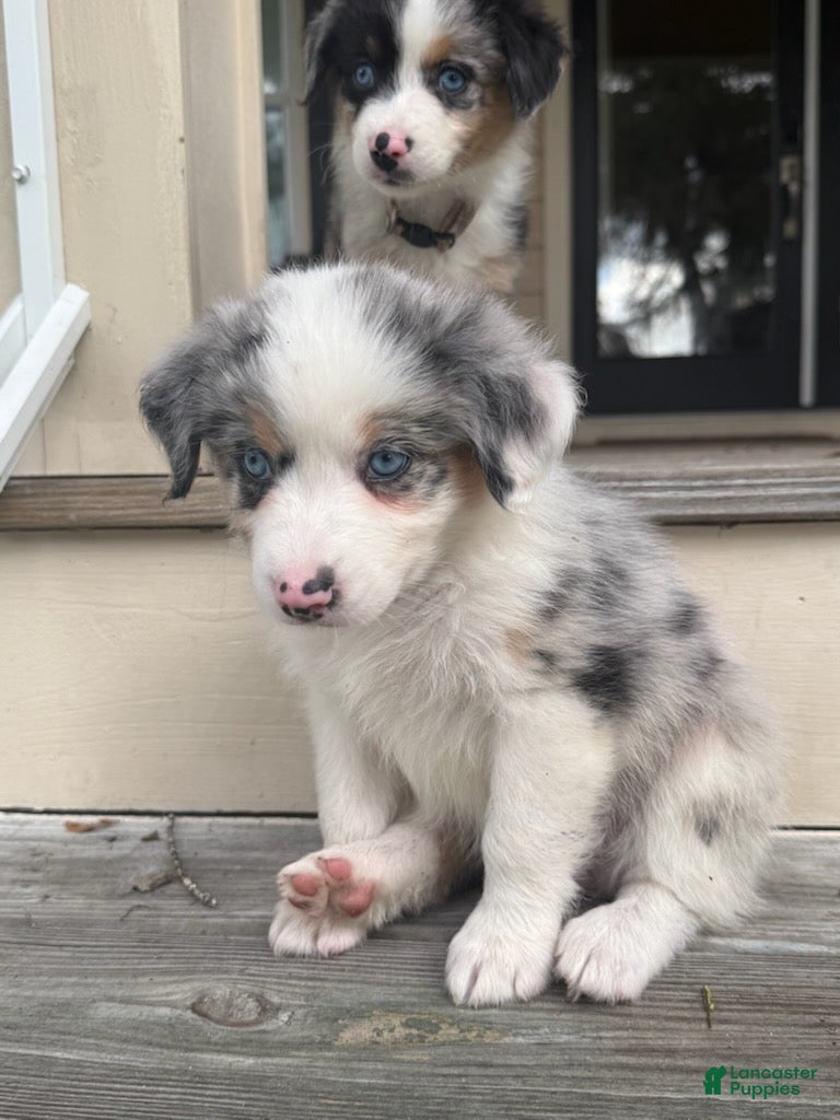 Miniature Australian Shepherd dogs DAKOTA - (Teal Collar) - Ad 1