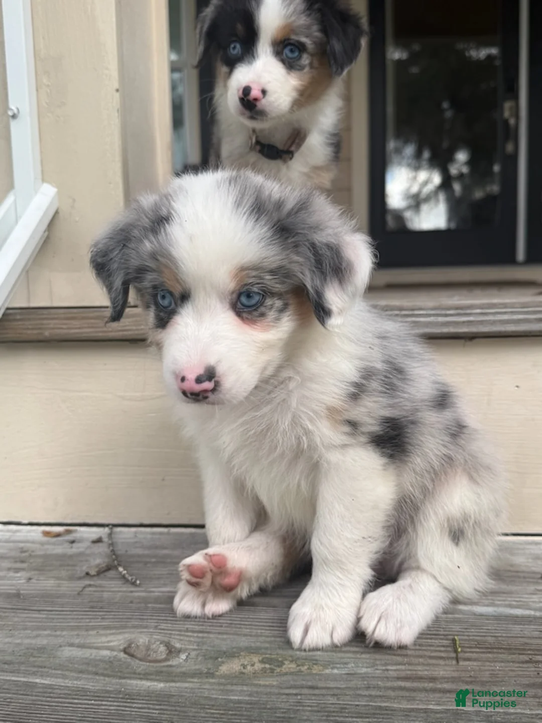 Miniature Australian Shepherd dogs for sale: DAKOTA - (Teal Collar) - Ad 1
