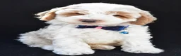 Cockapoo dogs for sale: Earl - Ad 7