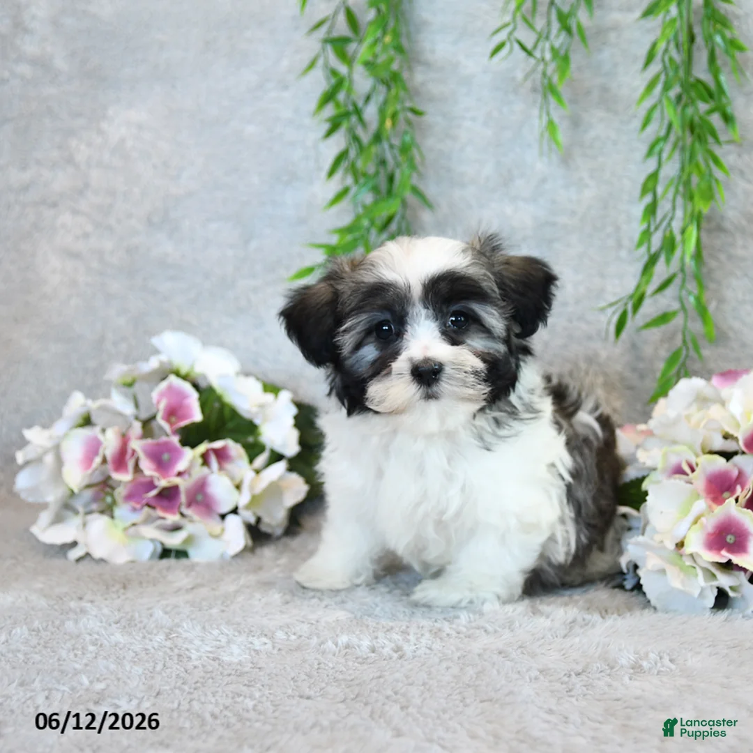 Teddy Bear dogs for sale: Lynelle - Ad 2