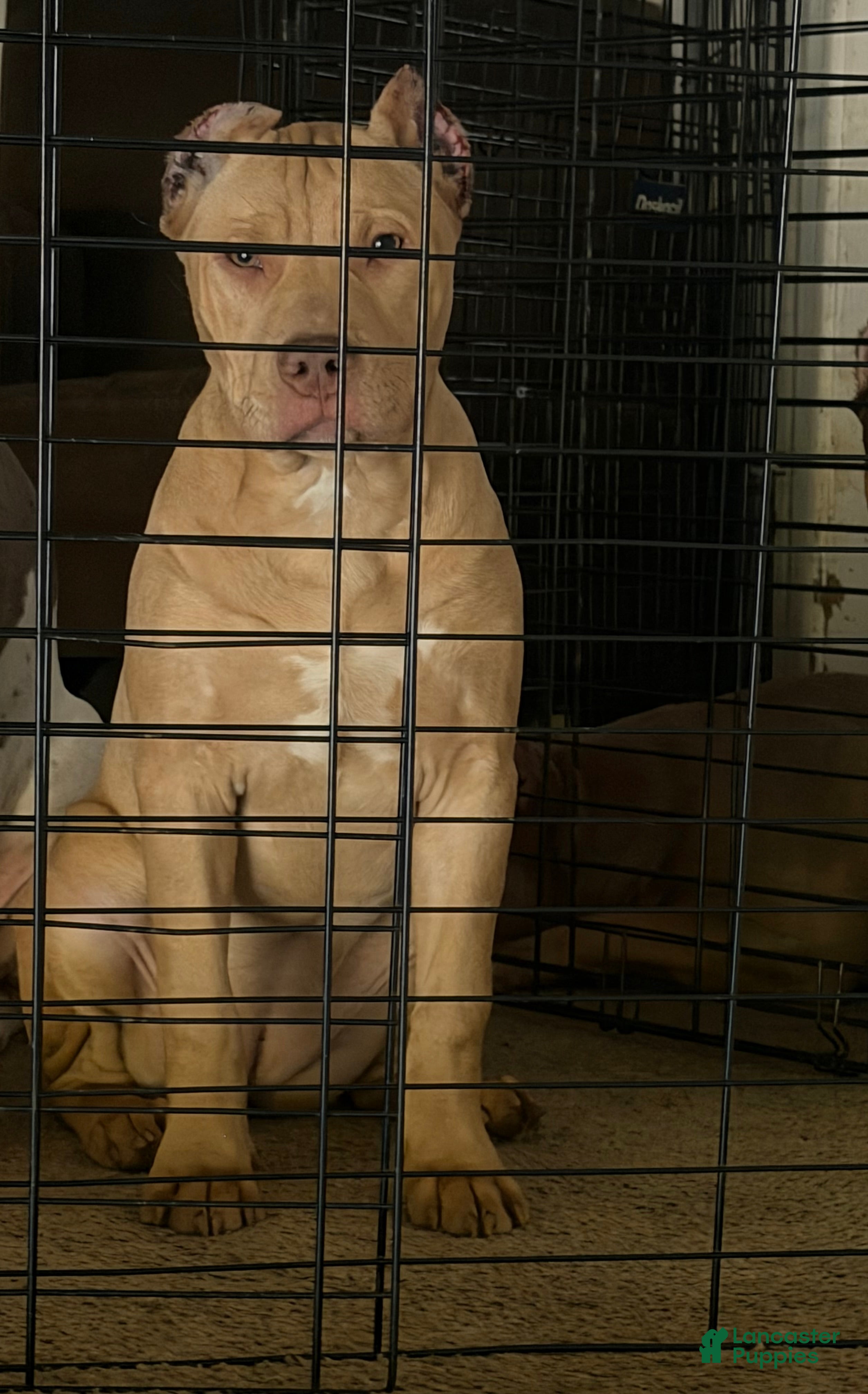 American Bully dogs Venus - Ad 1
