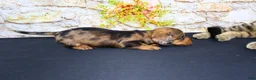 Miniature Dachshund dogs for sale: Horton - Ad 16