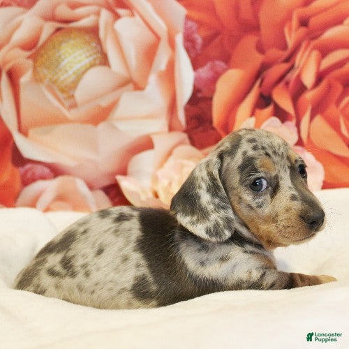 Miniature Dachshund dogs Cashmere - Ad 1