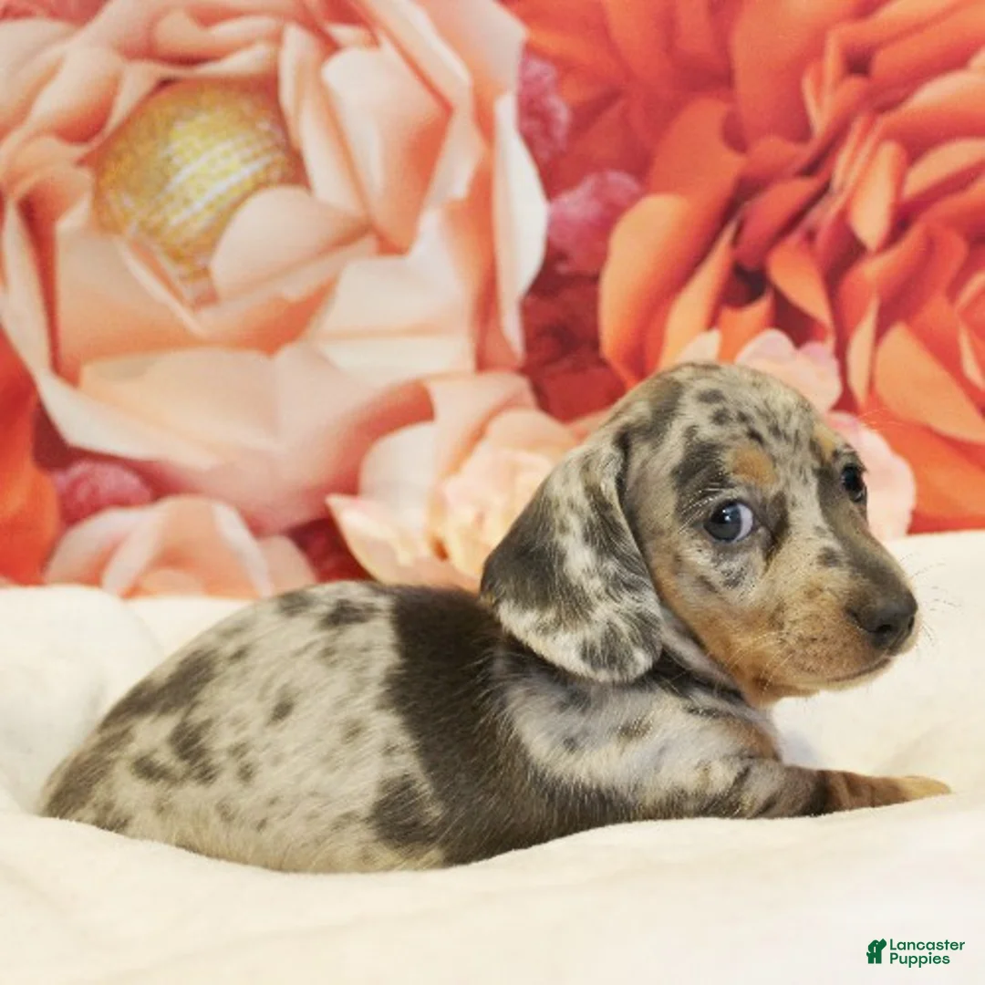 Miniature Dachshund dogs for sale: Cashmere - Ad 1