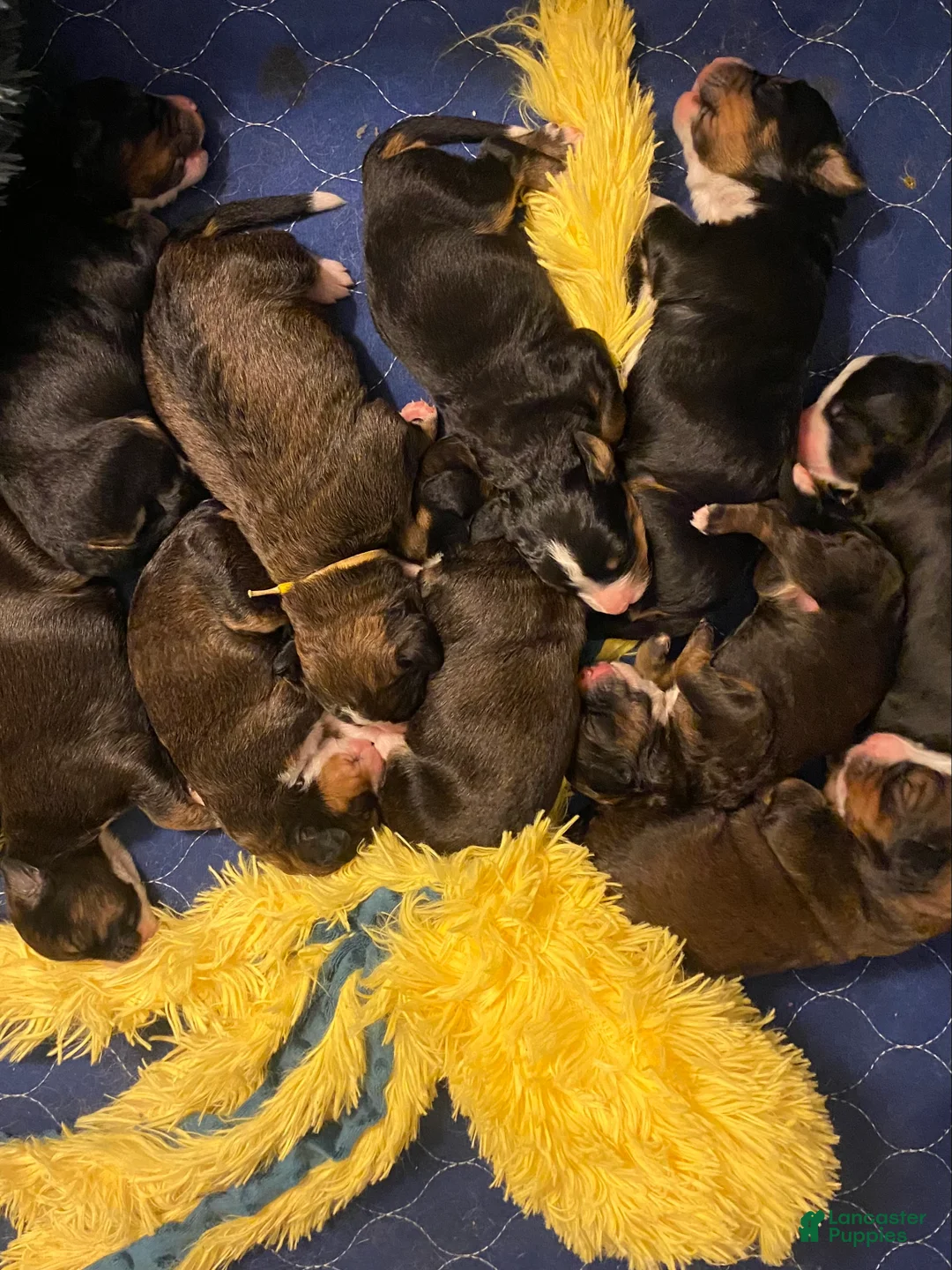 Bernedoodle dogs for sale: Bernedoodle Puppy 4 - Ad 17