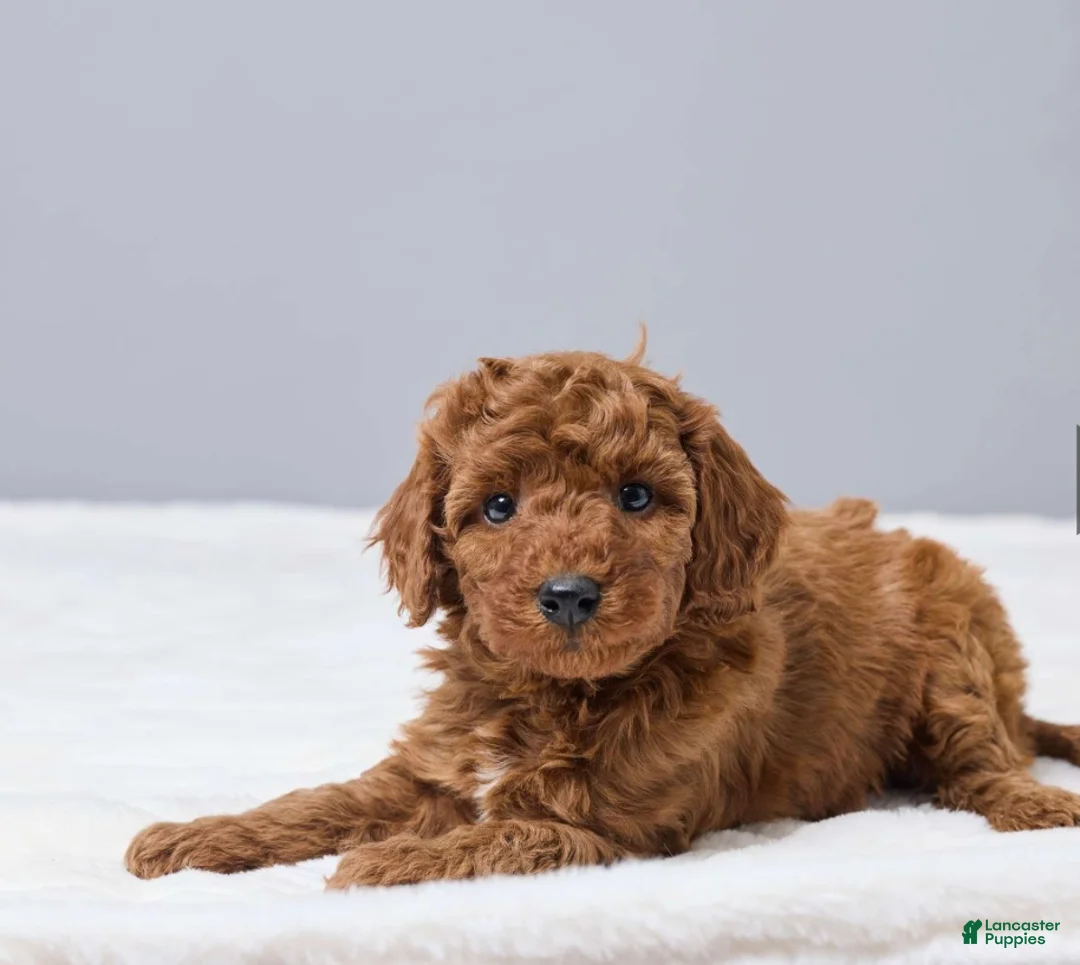 Miniature Poodle dogs for sale: Miniature Poodle Puppy 2 - Ad 2