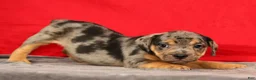 Beabull dogs for sale: Carson - Ad 3
