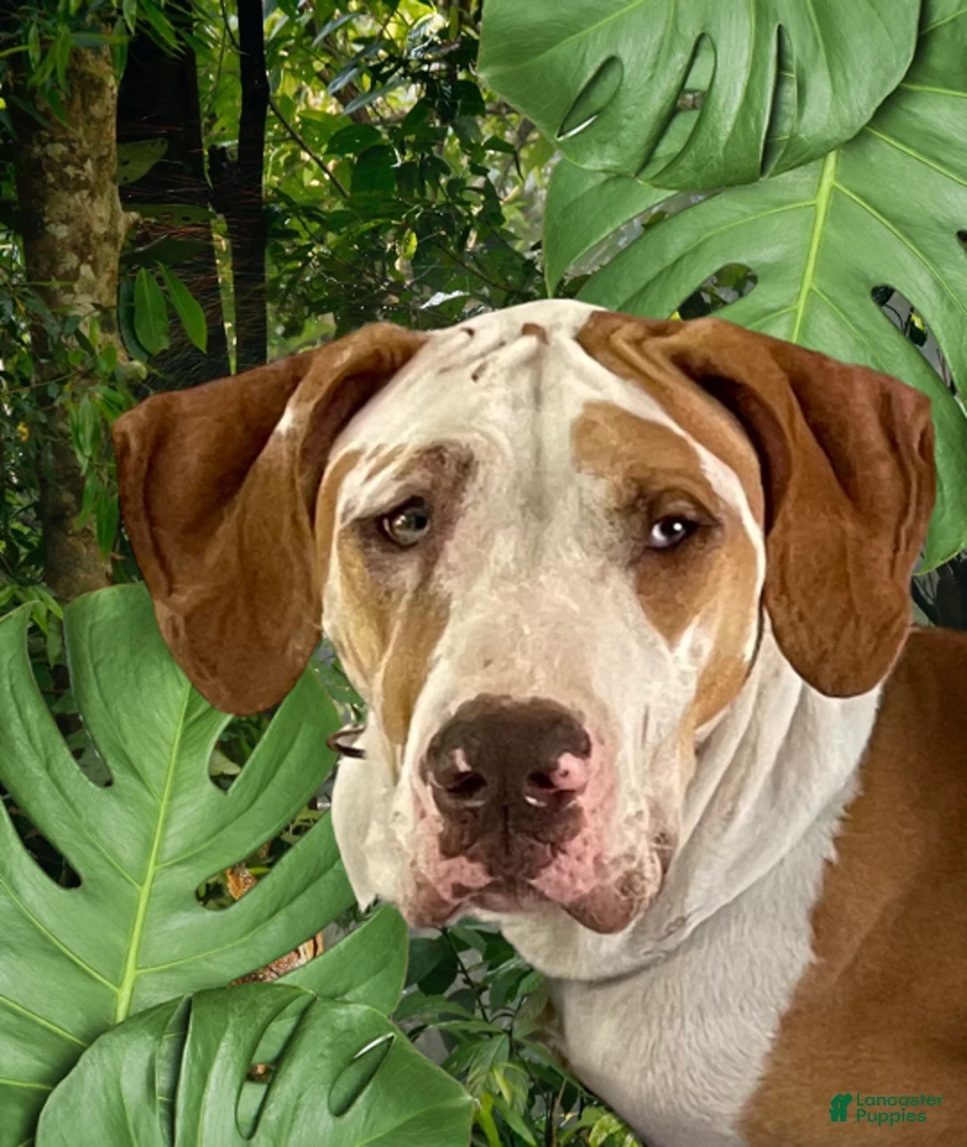 Great Dane dogs for sale: Greg - Chocolate - Ad 2