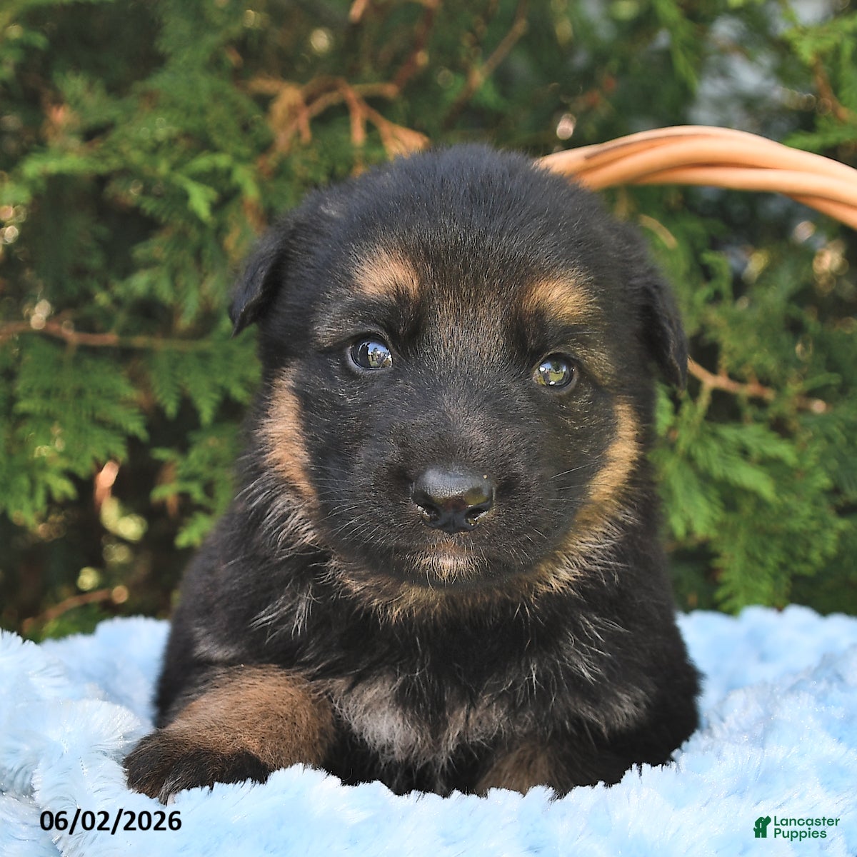 German Shepherd dogs for sale: Atlas  - Ad 3