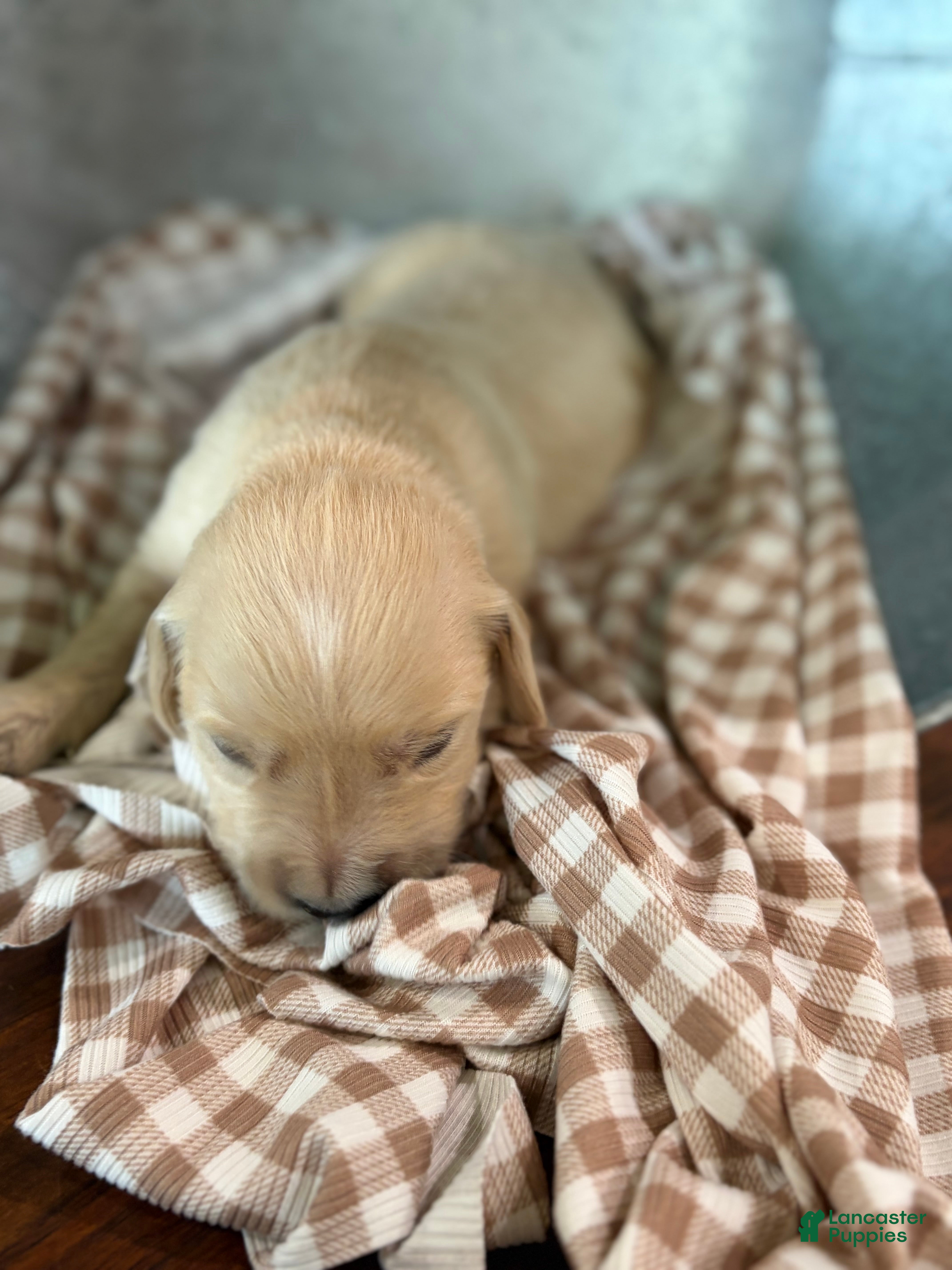 Golden Retriever dogs Golden Retriever 5 - Ad 2