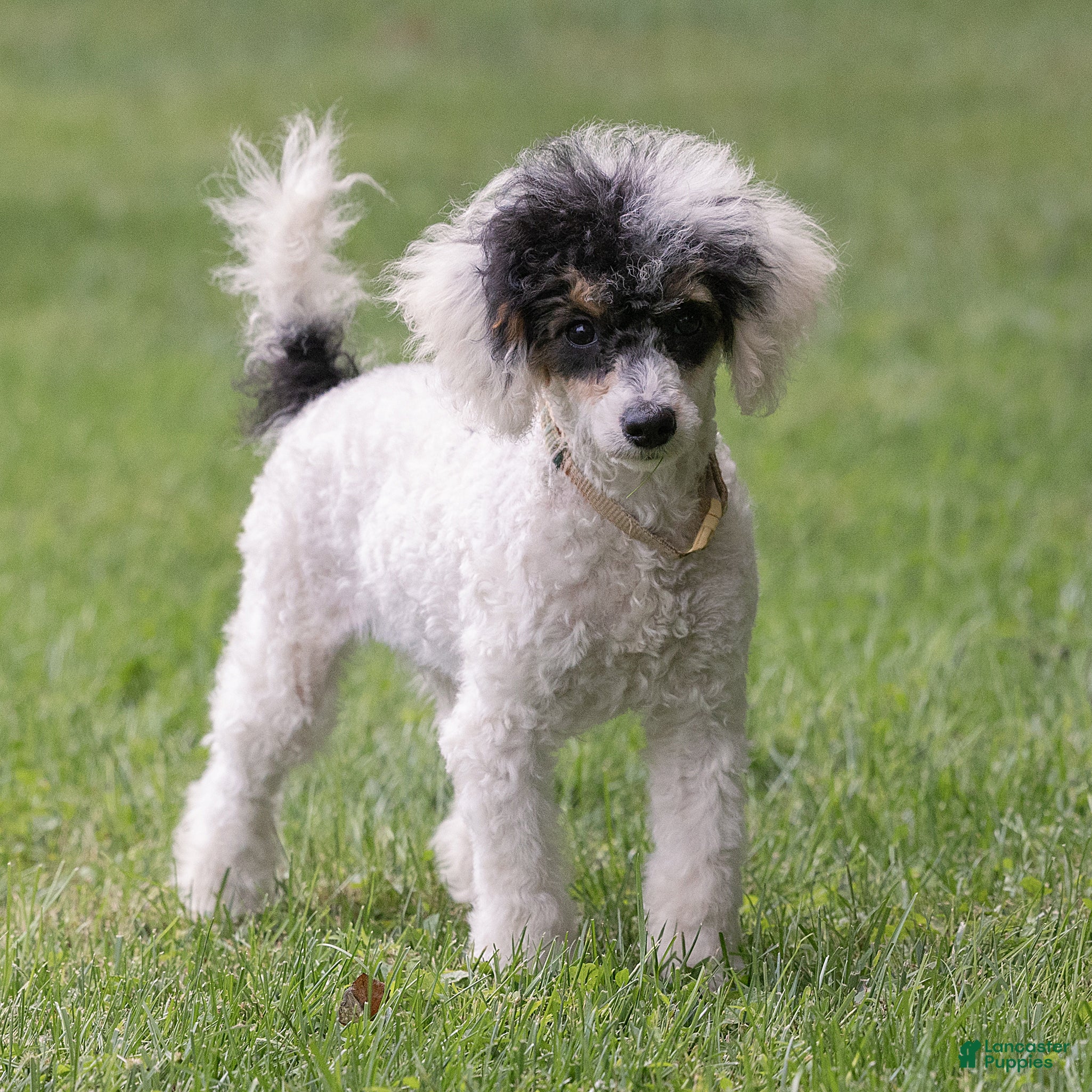 Miniature Poodle dogs Sparky Miniature Poodle  - Ad 2