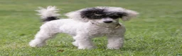 Miniature Poodle dogs for sale: Sparky Miniature Poodle  - Ad 2