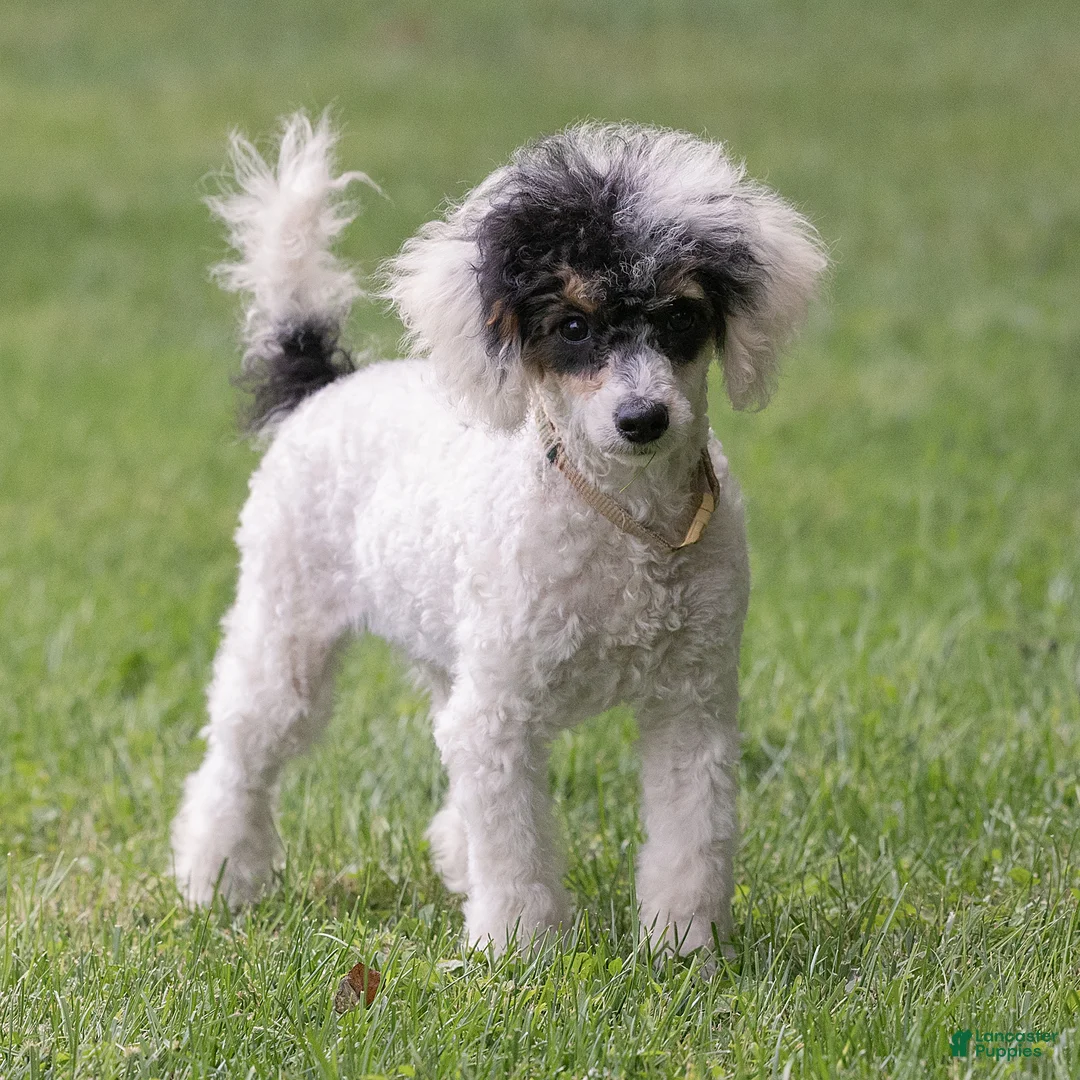 Miniature Poodle dogs for sale: Sparky Miniature Poodle  - Ad 2