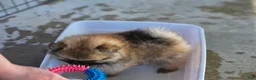 Pomeranian dogs for sale: Pomeranian 1 - Ad 6