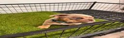 English Bulldog dogs for sale: English Bulldog 2 - Ad 4