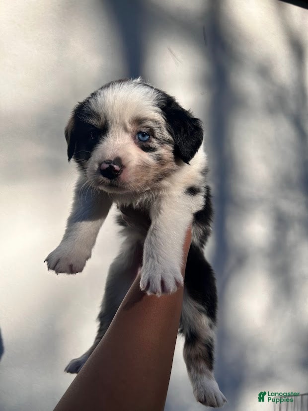Australian Shepherd dogs Chrys - Ad 14