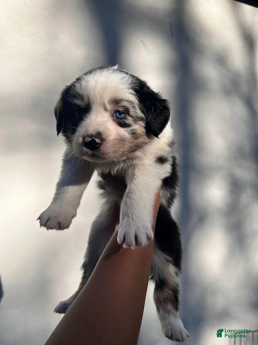 Australian Shepherd dogs for sale: Chrys - Ad 1