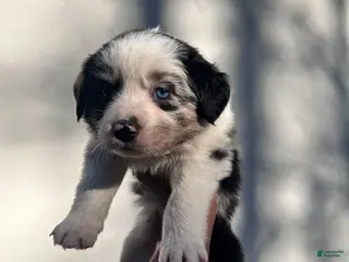 Australian Shepherd dogs Chrys - Ad 14