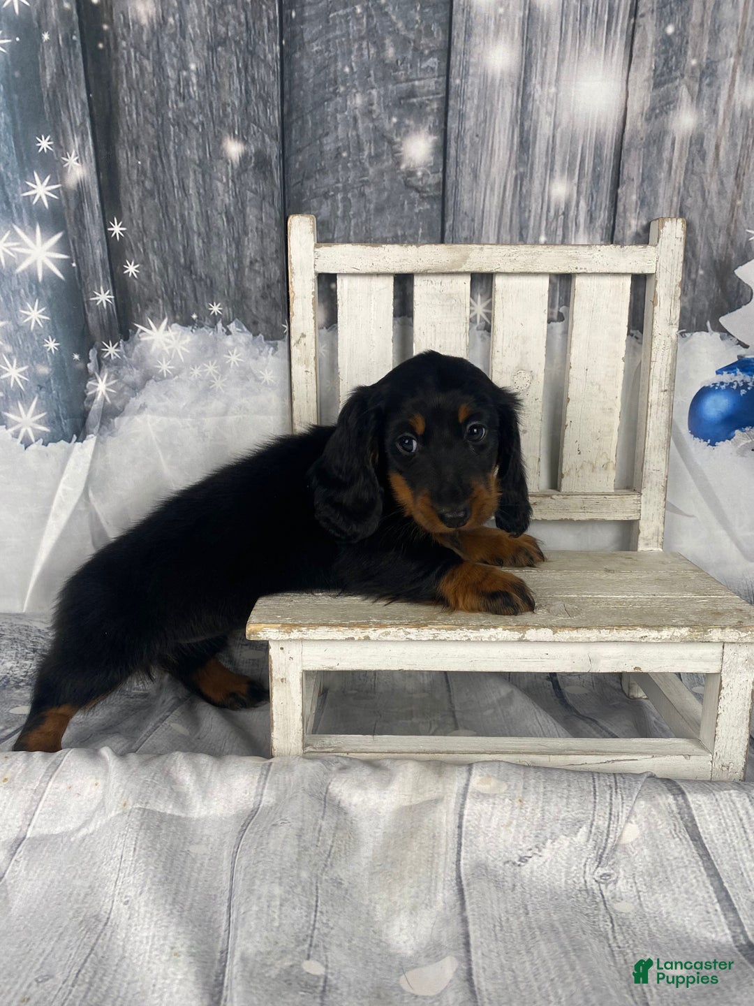 Miniature Dachshund dogs for sale: Daisy - Ad 11