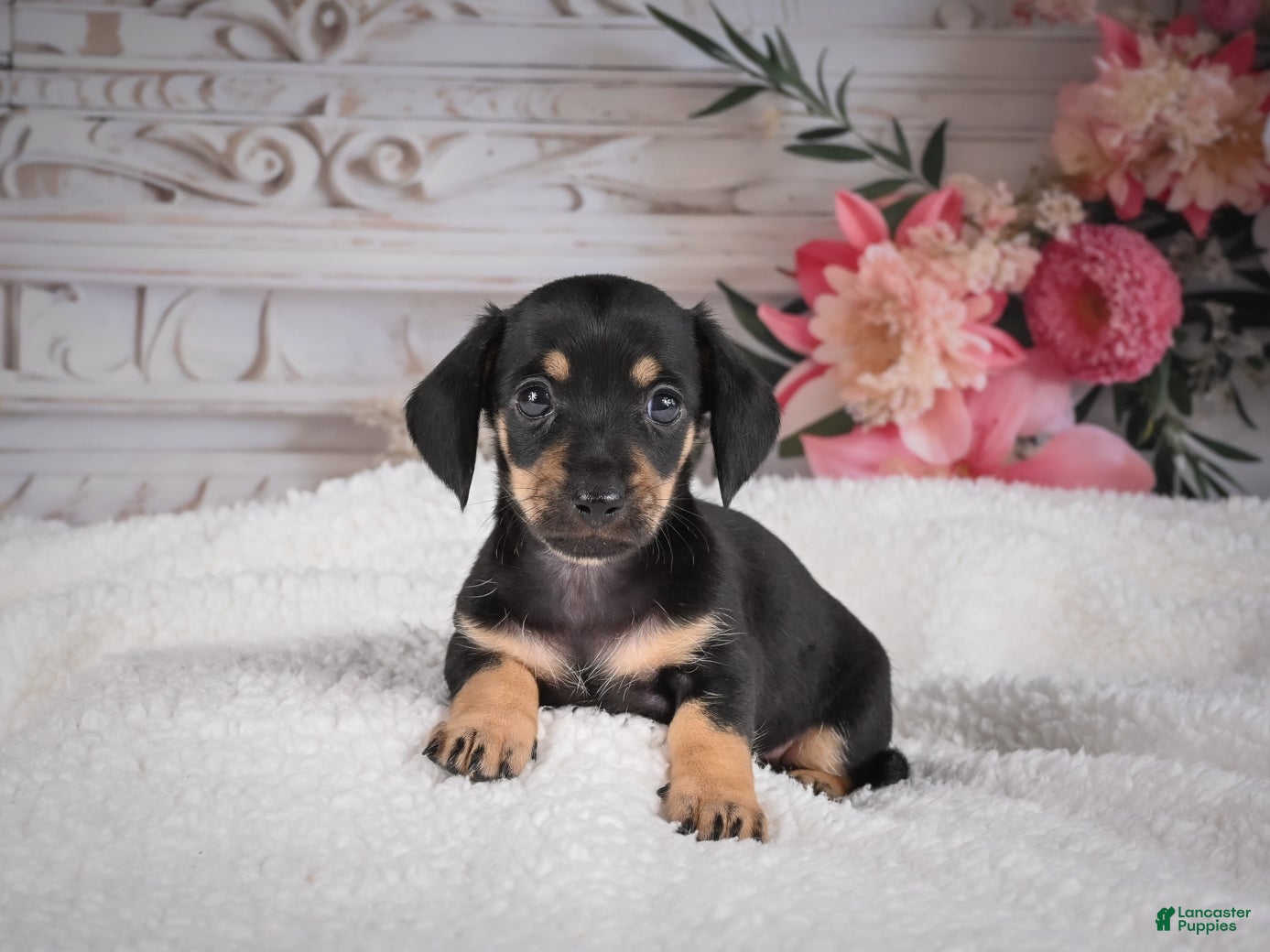 Miniature Dachshund dogs AKC-Milly - Ad 1