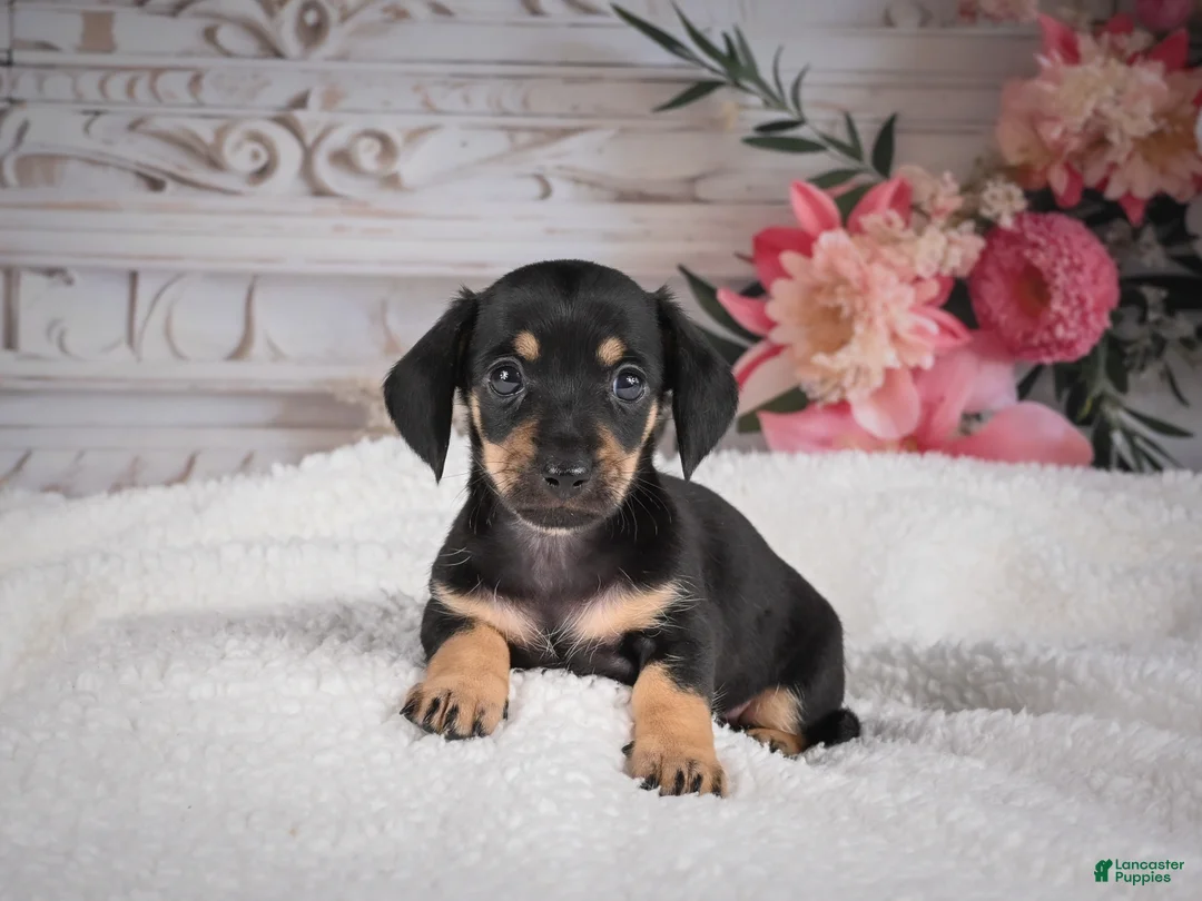 Miniature Dachshund dogs for sale: AKC-Milly - Ad 1