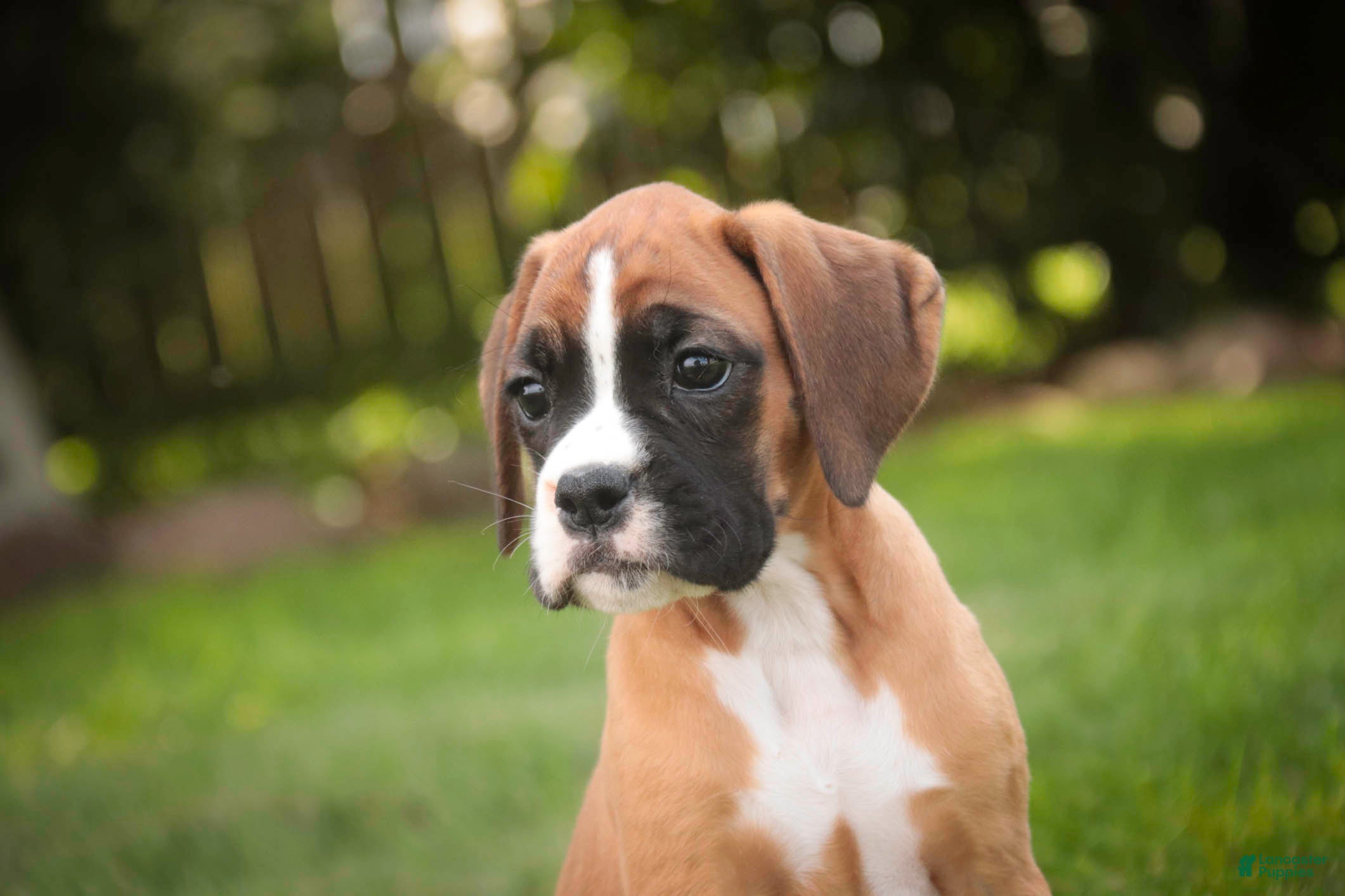 Boxer dogs Brinley - Ad 1