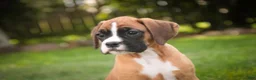 Boxer dogs for sale: Brinley - Ad 1