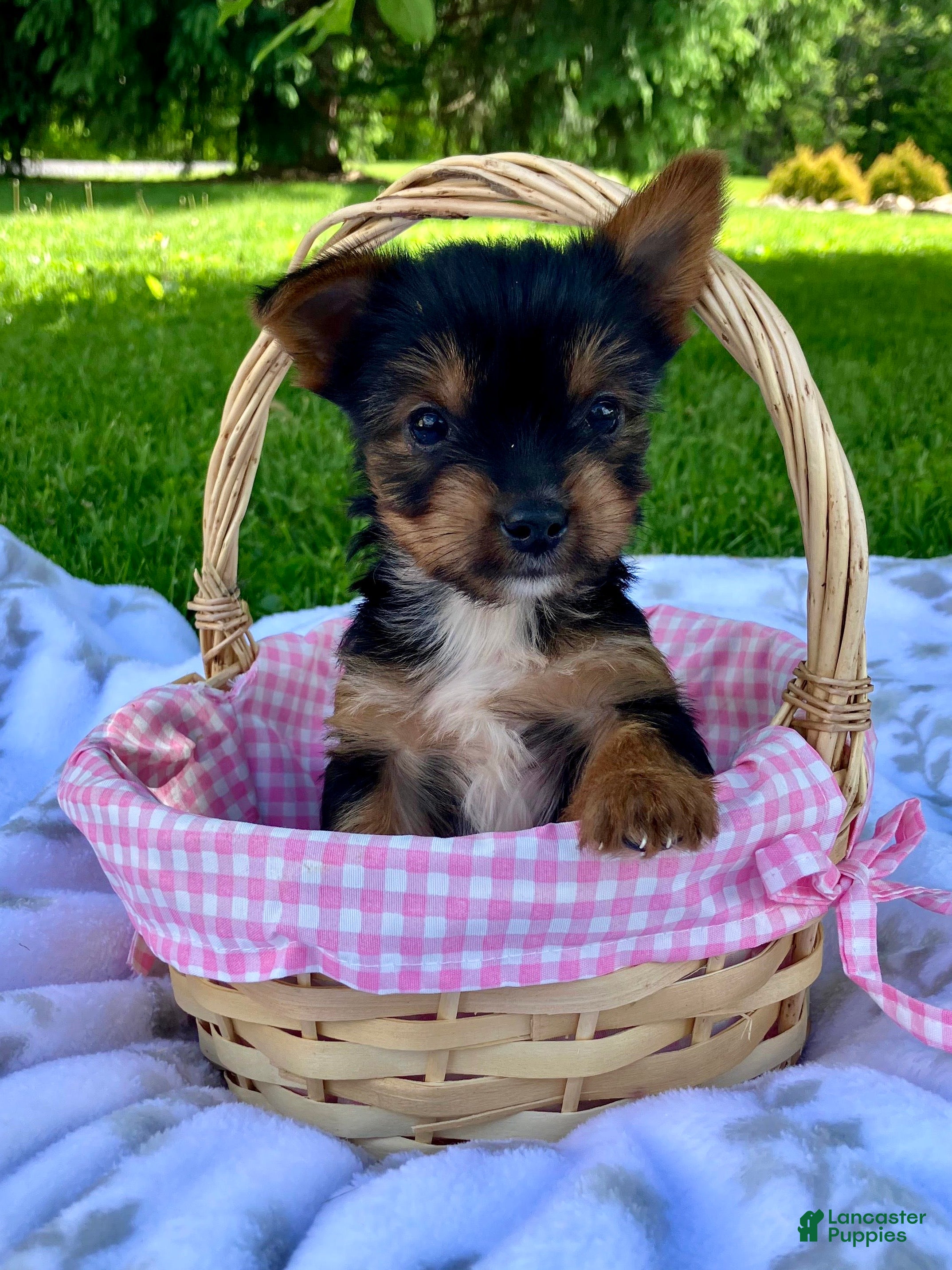Yorkshire Terrier dogs Ava - Ad 1