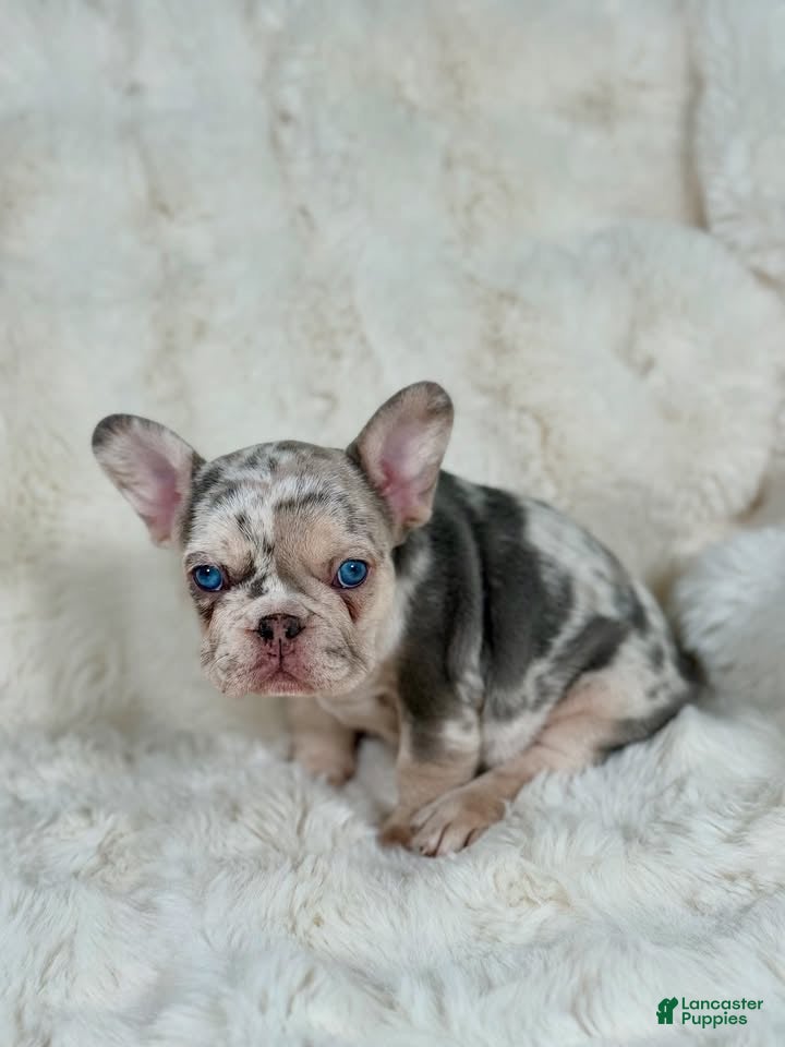 French Bulldog dogs for sale: French Bulldog 3 - Ad 5